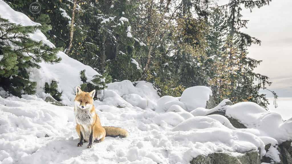 líška tatry andrej pižem