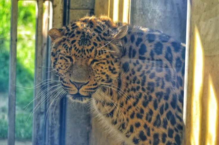 leopard